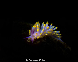Night Dive，used G11+  flashlight for lighting. by Johnny Chiou 